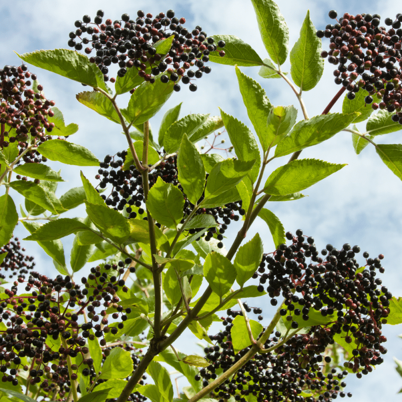 Elderberry for shingles